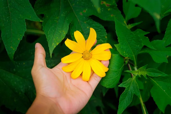 El ele tutuşan Meksika ayçiçeği (Tithonia diversifolia) ve bahçede yeşil yapraklar. Bu çiçek Kipait, Paitan, Tithonia diversifolia, Japon ayçiçeği ve Nitobe Chrysanthemum olarak da bilinir..