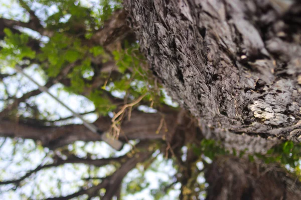 ブナの緑が茂る幹の角度が低く 森の中を背景にしています 木の背景 — ストック写真