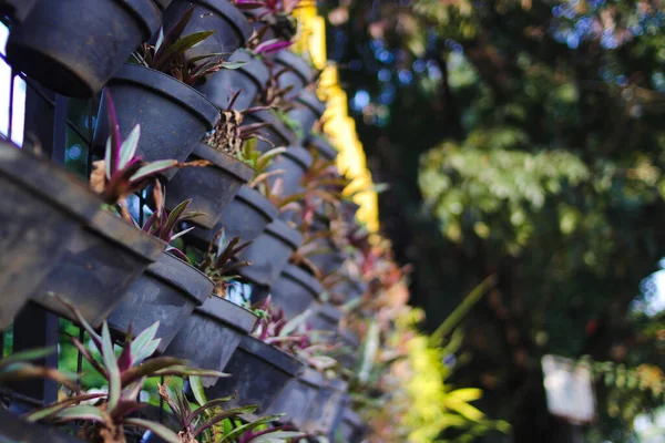 歩道の黒いポットの中にある自由な観葉植物でフェンス 庭と都市の庭のコンセプトの背景 — ストック写真
