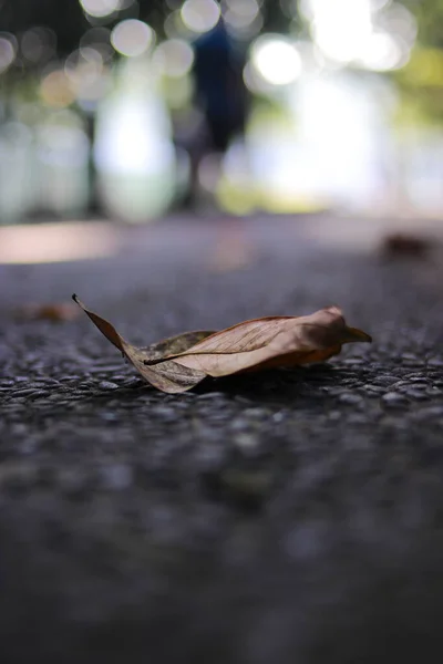 Defokussierter Abstrakter Hintergrund Aus Getrockneten Blättern Auf Einem Fußweg Einem — Stockfoto