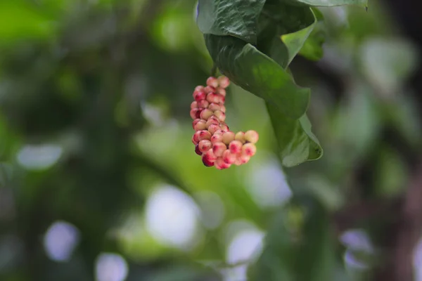 在花园里背景模糊的树枝上 可以近距离看到Buni Atau Wuni Fruit Antidesma Bunius — 图库照片