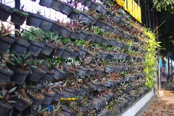 Zaun Mit Ungepflegten Zimmerpflanzen Schwarzen Töpfen Auf Dem Bürgersteig Garten — Stockfoto