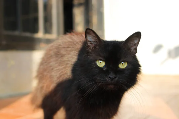 Gato Negro Con Ojos Amarillos Resaltado Contraste Sombras Mañana —  Fotos de Stock