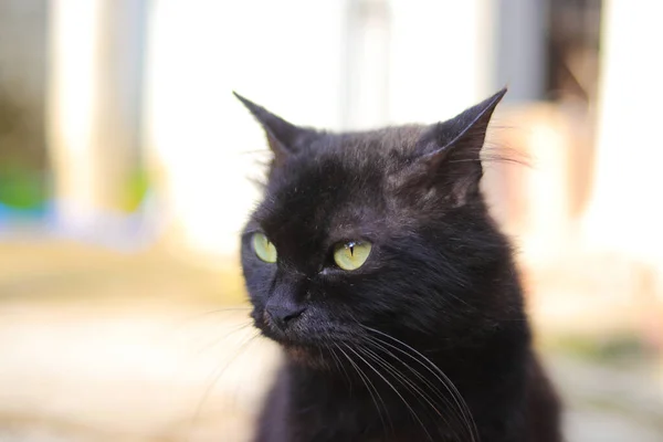 Vista Cerca Gato Negro Con Ojos Amarillos Patio —  Fotos de Stock