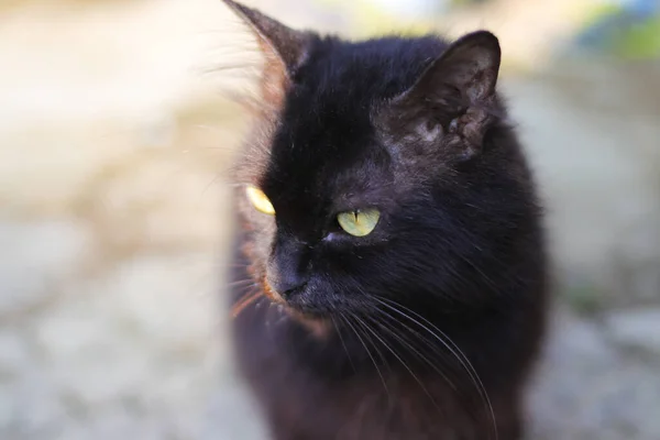 stock image Close-up view of a Black cat with yellow eyes in the yard