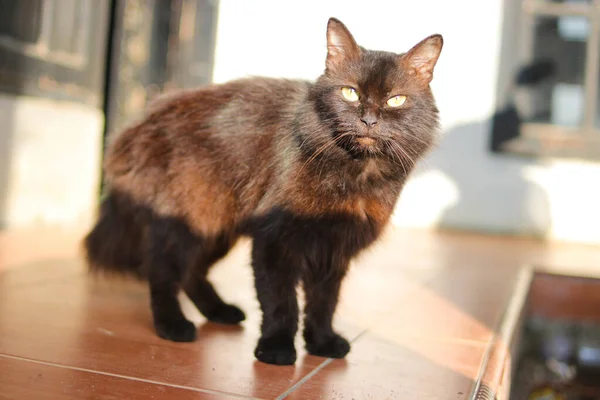 Μαύρη Γάτα Κίτρινα Μάτια Τονίζουν Και Σκιάζουν Πρωί — Φωτογραφία Αρχείου