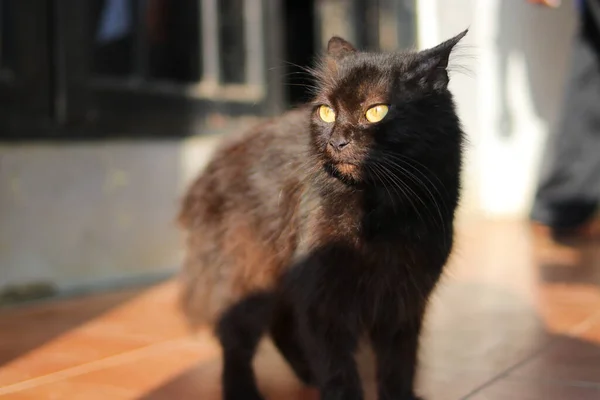 Черная Кошка Желтыми Глазами Яркость Контрастность Теней Утрам — стоковое фото
