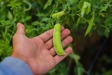 Ağaçta el ele tutuşan bezelye bitkisi Endonezya yerel çiftçisinin tarlalarda hasat etmeye hazır. Tarım, sebze ve organik tarım kavramı.