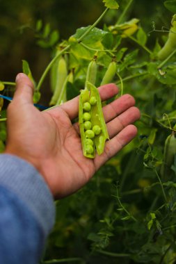 Ağaçta el ele tutuşan bezelye bitkisi Endonezya yerel çiftçisinin tarlalarda hasat etmeye hazır. Tarım, sebze ve organik tarım kavramı.