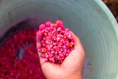 Yerel Endonezyalı çiftçiler tarlalara ekilmeye hazır bir avuç mısır tohumu..