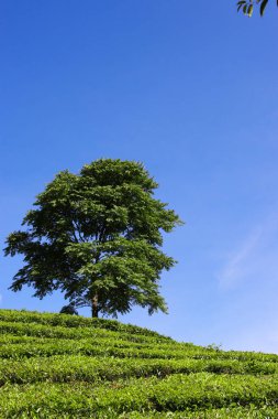 Endonezya çay tarlasında sabah açık mavi gökyüzü olan güzel çay tarlası manzarası.