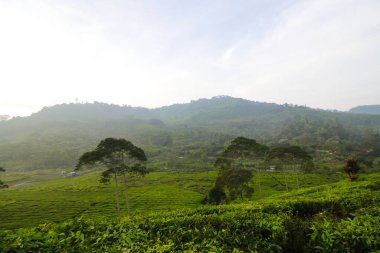 Sabahları güzel çay tarlası manzarası