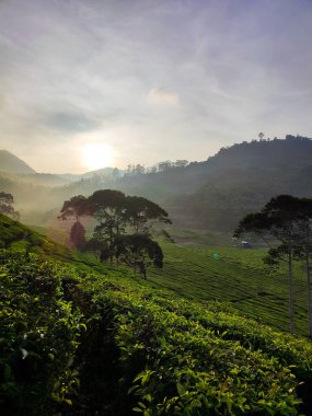 Güzel çay tarlası manzarası ve sabah sıcacık güneşi doğuyor.