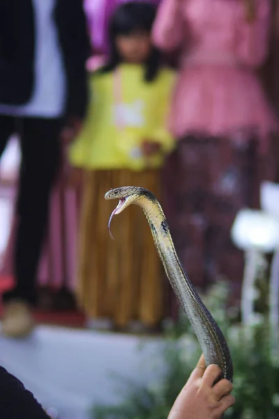 Serpente Incantatore Sta Giocando Suo Cobra Serpente — Foto Stock