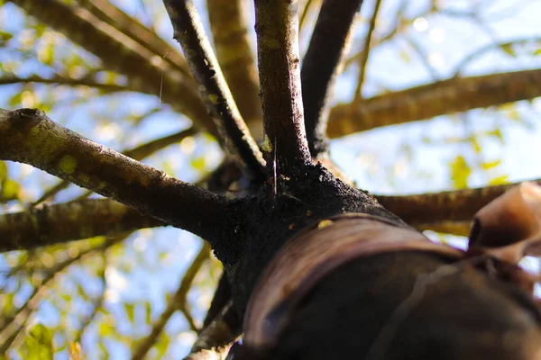 속에서는 나무줄기가 잎으로 뒤덮여 각도로 보인다 나무의 — 스톡 사진