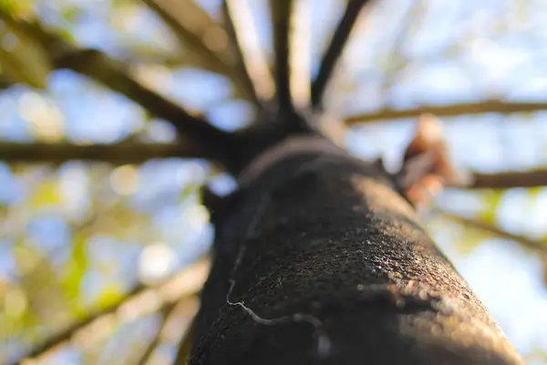 Low Angle View Big Tree Trunk Bokeh Green Leaves Background — Stock Photo, Image