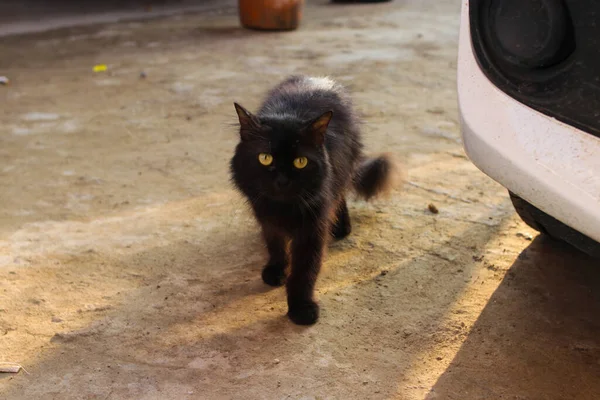 Черный Кот Идет Камере Дворе — стоковое фото