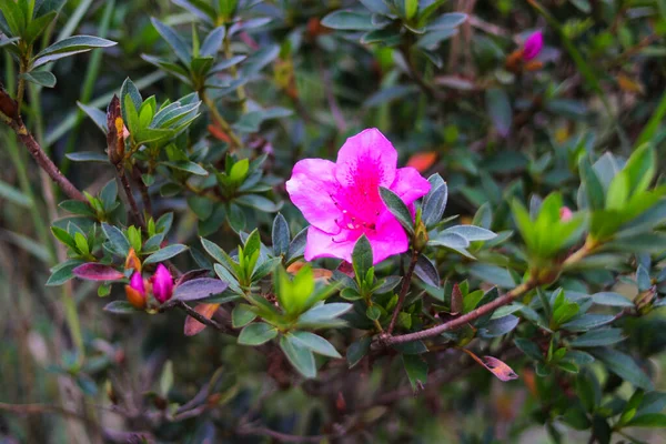Hermosa Flor Silvestre Rosa Floreciendo Jardín — Foto de Stock