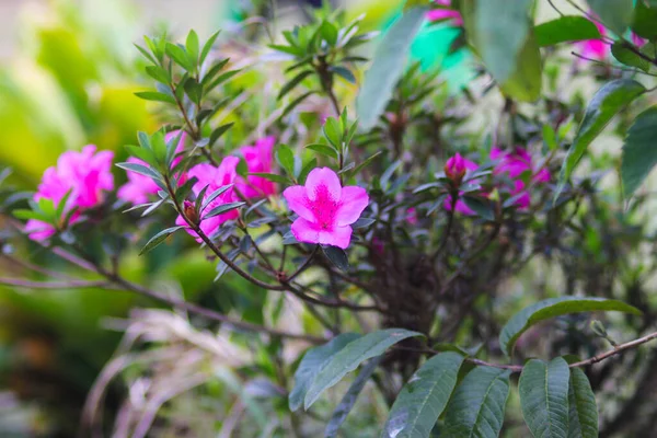 庭に咲く美しいピンクの野花 — ストック写真