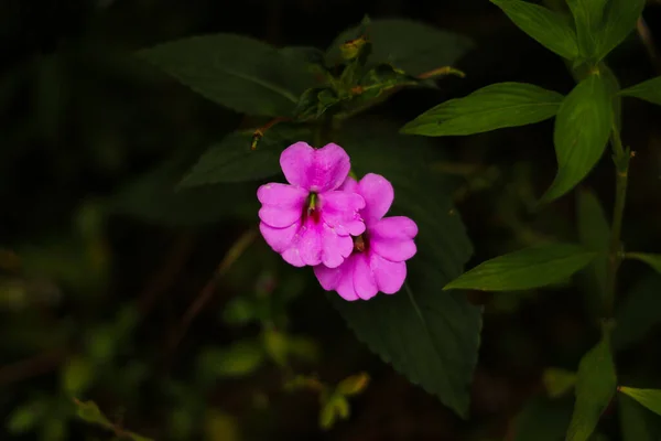 Linda Flor Selvagem Rosa Florescendo Jardim — Fotografia de Stock