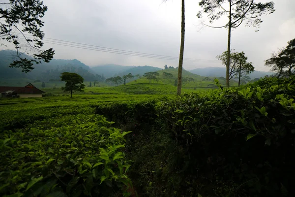 朝の美しい茶畑風景 — ストック写真