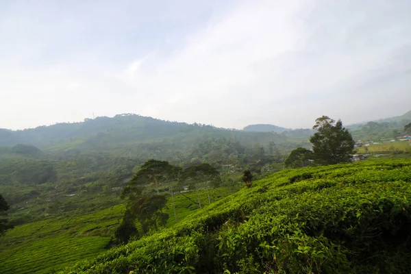 Schöne Teeplantagenlandschaft Morgen — Stockfoto