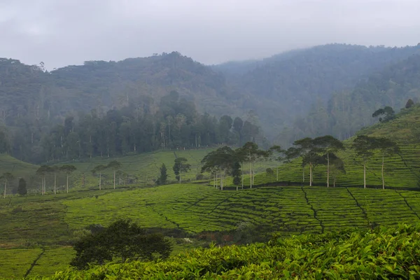 朝の美しい茶畑風景 — ストック写真