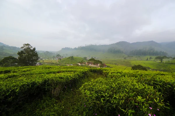 Sabahları Güzel Çay Tarlası Manzarası — Stok fotoğraf