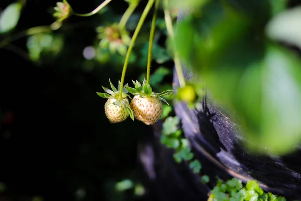 인도네시아 정원의 위에서 자라는 딸기의 모습을 가까이 — 스톡 사진