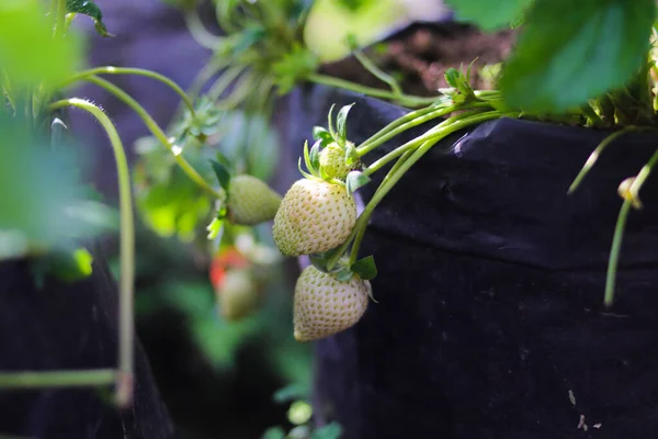 印尼草莓园生长在树上的白色未成熟草莓的特写 — 图库照片