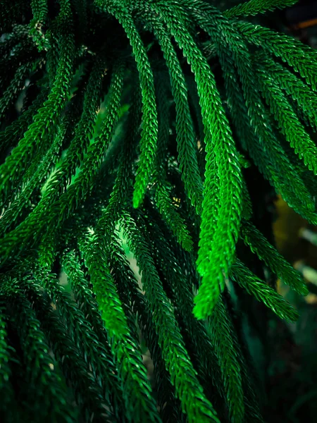 Close View Star Pine Leaves Background Star Pine Araucaria Heterophylla — Stock Photo, Image
