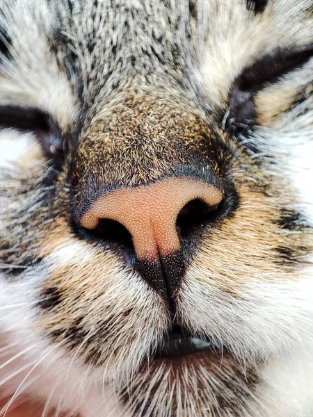 熟睡猫鼻子的特写 — 图库照片