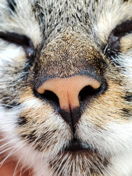 Close View Sleeping Cat Nose — Stock Photo, Image