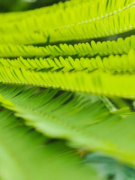 Nahaufnahme Von Calliandra Blätter Wald — Stockfoto