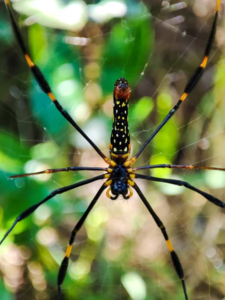 在印度尼西亚热带雨林发现的树背模糊的蜘蛛网上木蜘蛛或Laba Laba Kayu的特写 — 图库照片
