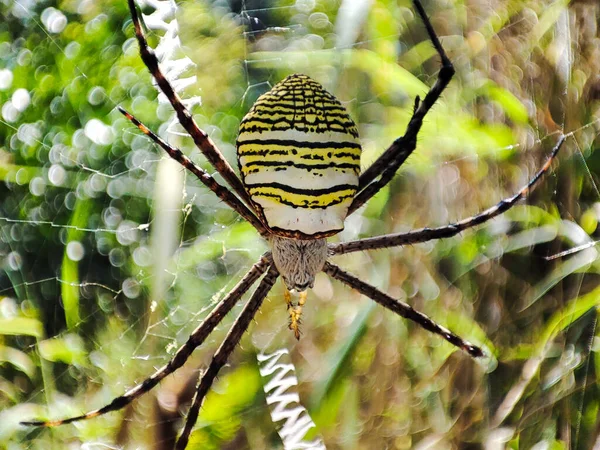 Vue Rapprochée Araignée Guêpes Argiope Bruennichi Sur Une Toile — Photo