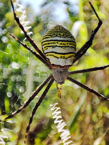 Vue Rapprochée Araignée Guêpes Argiope Bruennichi Sur Une Toile — Photo