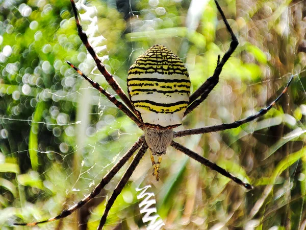거미집에 Argiope Bruennichi — 스톡 사진