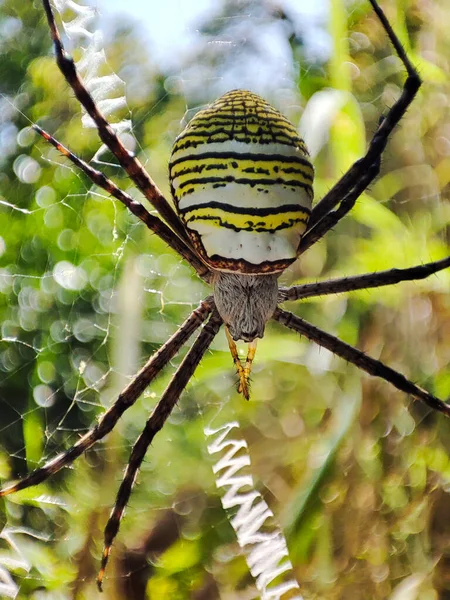 Detailní Pohled Vosí Pavouka Argiope Bruennichi Pavučině — Stock fotografie