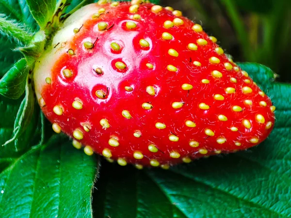인도네시아 밭에서 딸기를 가까이 — 스톡 사진