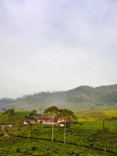 Красивий Пейзаж Чайної Плантації Вранці — стокове фото
