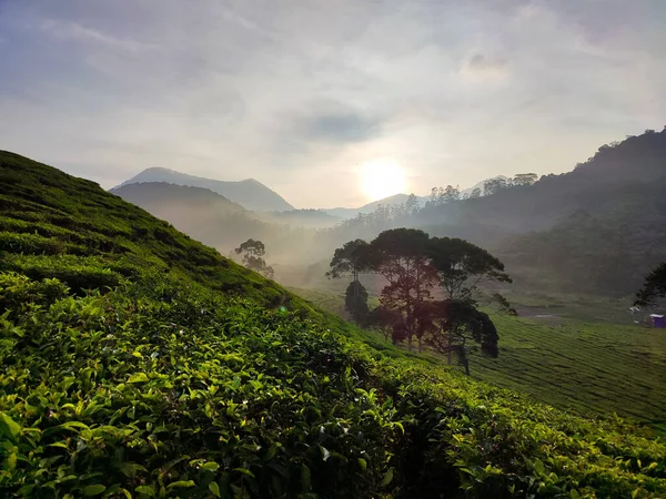 Paisagem Bonita Plantação Chá Com Sol Quente Nasce Pela Manhã — Fotografia de Stock