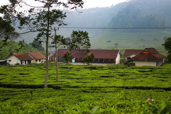 Beautiful Tea Plantation Landscape Morning — Stock Photo, Image