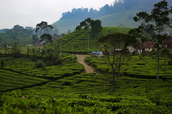 Schöne Teeplantagenlandschaft Morgen — Stockfoto