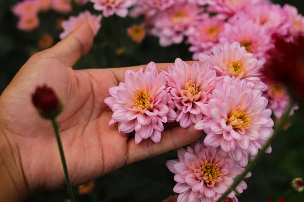 Kézben Tartva Egy Gyönyörű Rózsaszín Krizantém Virágok Teljes Virágban Indonéziában — Stock Fotó