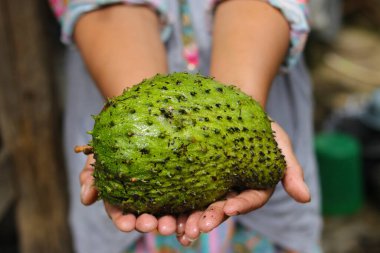 Orta yaşlı Asyalı bir kadın elinde çiğ bir Soursop tutuyordu. Buna graviola, guyabano ve İspanyol Amerika 'sında guanbana da deniyordu..