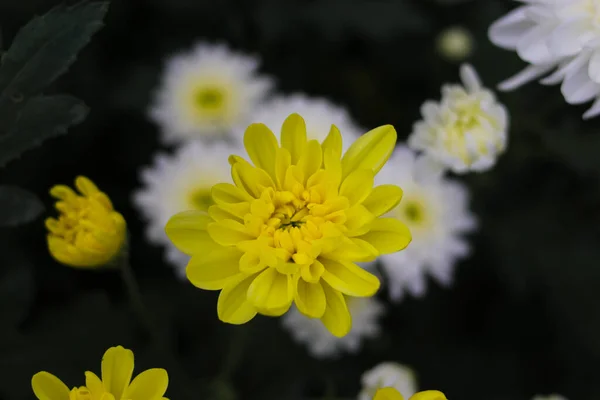 stock image Close-up view of Bright yellow chrysanthemum flower is blooming in the farm.