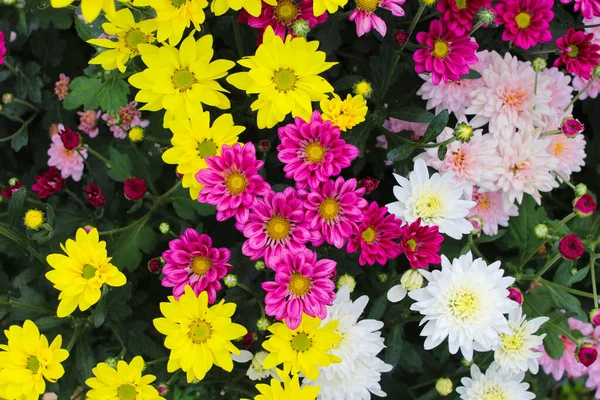 収穫の準備ができて異なる色を持つカラフルな菊の花の大規模なグループのクローズアップビュー — ストック写真