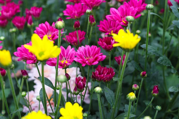 収穫の準備ができて異なる色を持つカラフルな菊の花の大規模なグループのクローズアップビュー — ストック写真