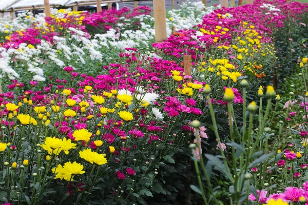 Vista Cerca Gran Grupo Flores Crisantemo Colores Con Diferentes Colores — Foto de Stock